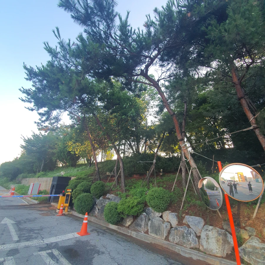 벚나무벌목 현장 인근 진입로 작업